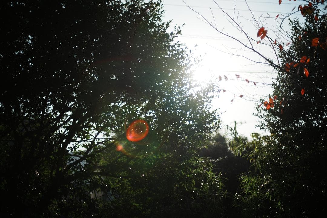 【整備＆テスト済】Nikon Ai Nikkor 50mm F1.4 452