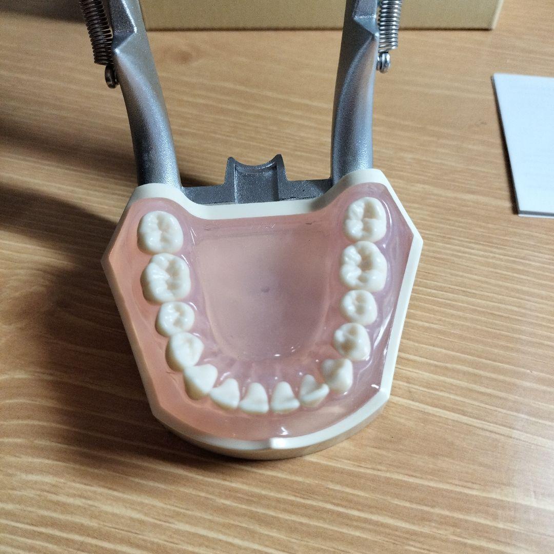 v*w様 NISSIN ニッシン デンタルモデル 顎模型 i21d-400g