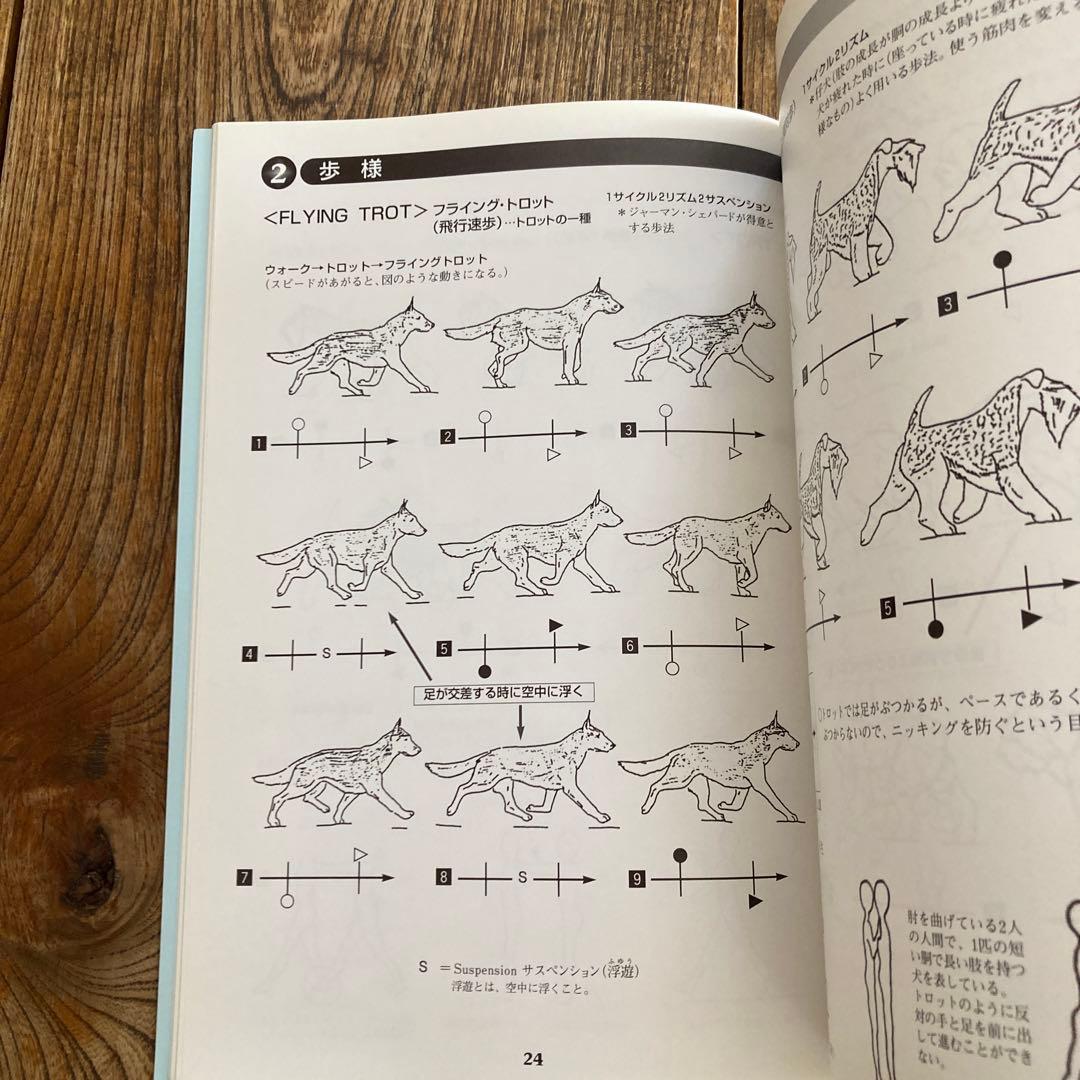 絵で見る犬の構成と歩様