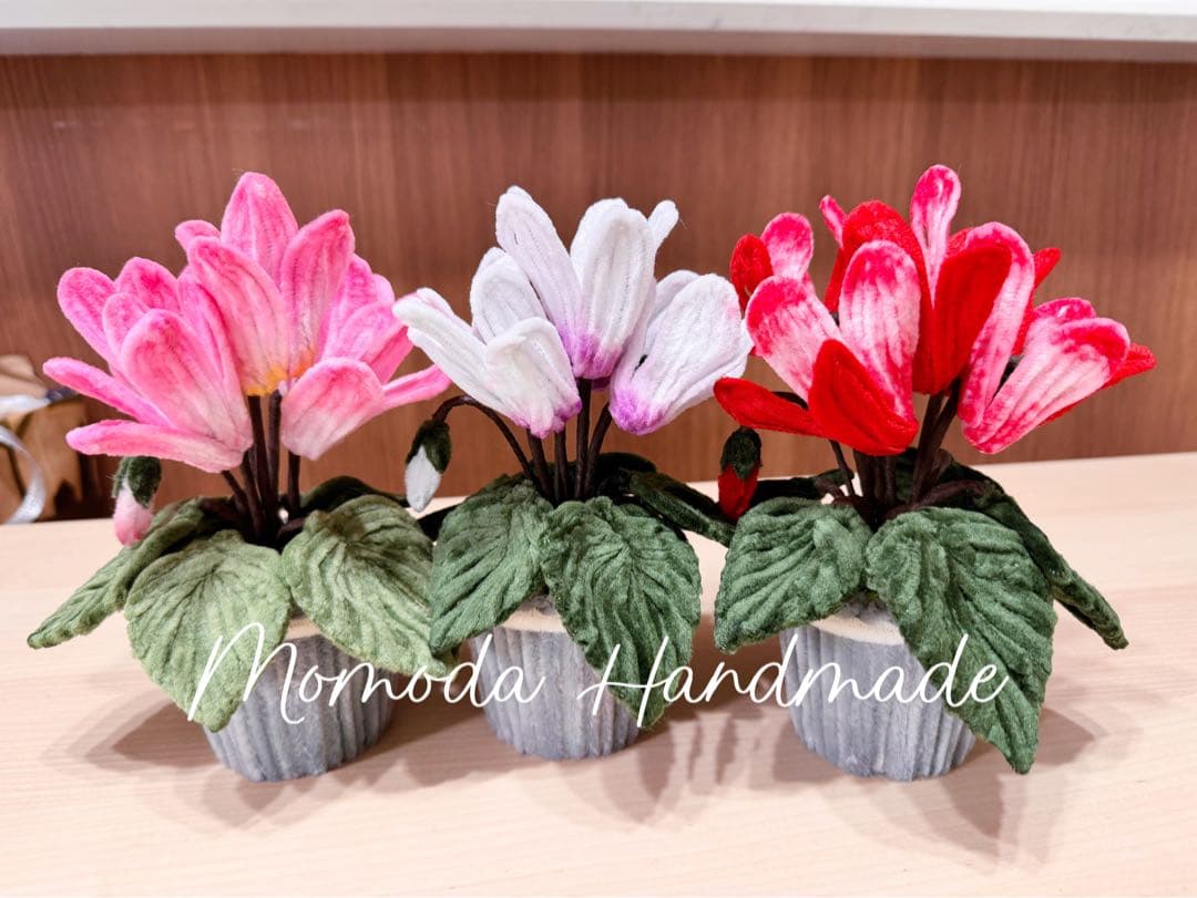 ＊桜＊　サンタクロース(大と小) とシクラメンの鉢植え3色セット