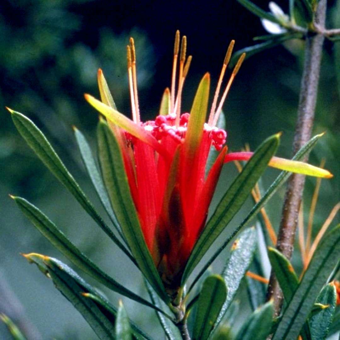 【専用】マウンテンデビル オーストラリアンブッシュ　フラワーエッセンス