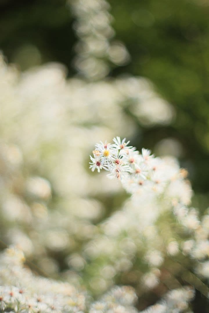 Super-Takumar 50mm F1.4 後期型 光学美品 【黄変除去済】