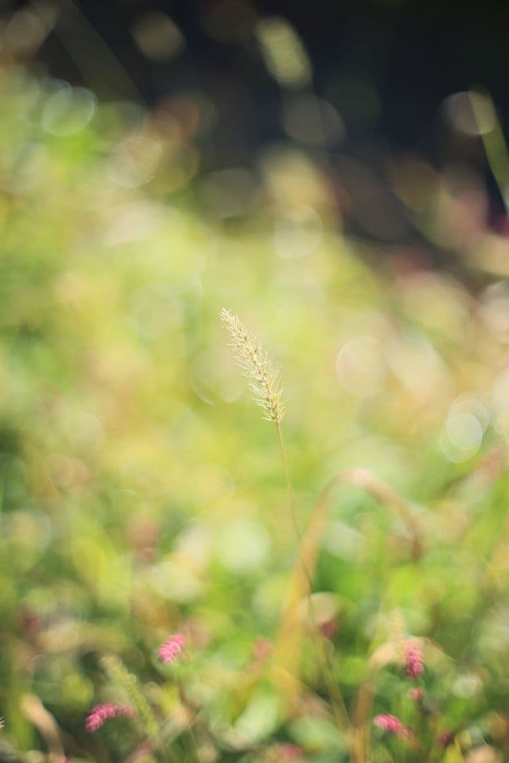 Super-Takumar 50mm F1.4 後期型 光学美品 【黄変除去済】