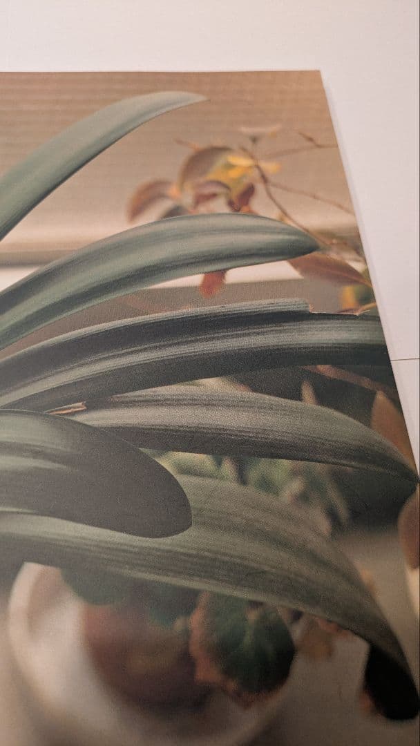 佐内正史　 生きている　 2001年　第二版