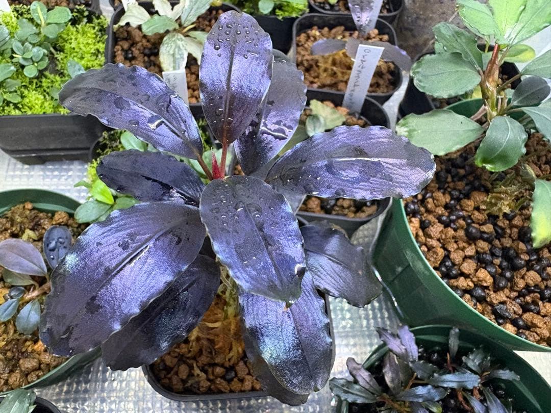 水草 Bucephalandra sp. Theia Blue