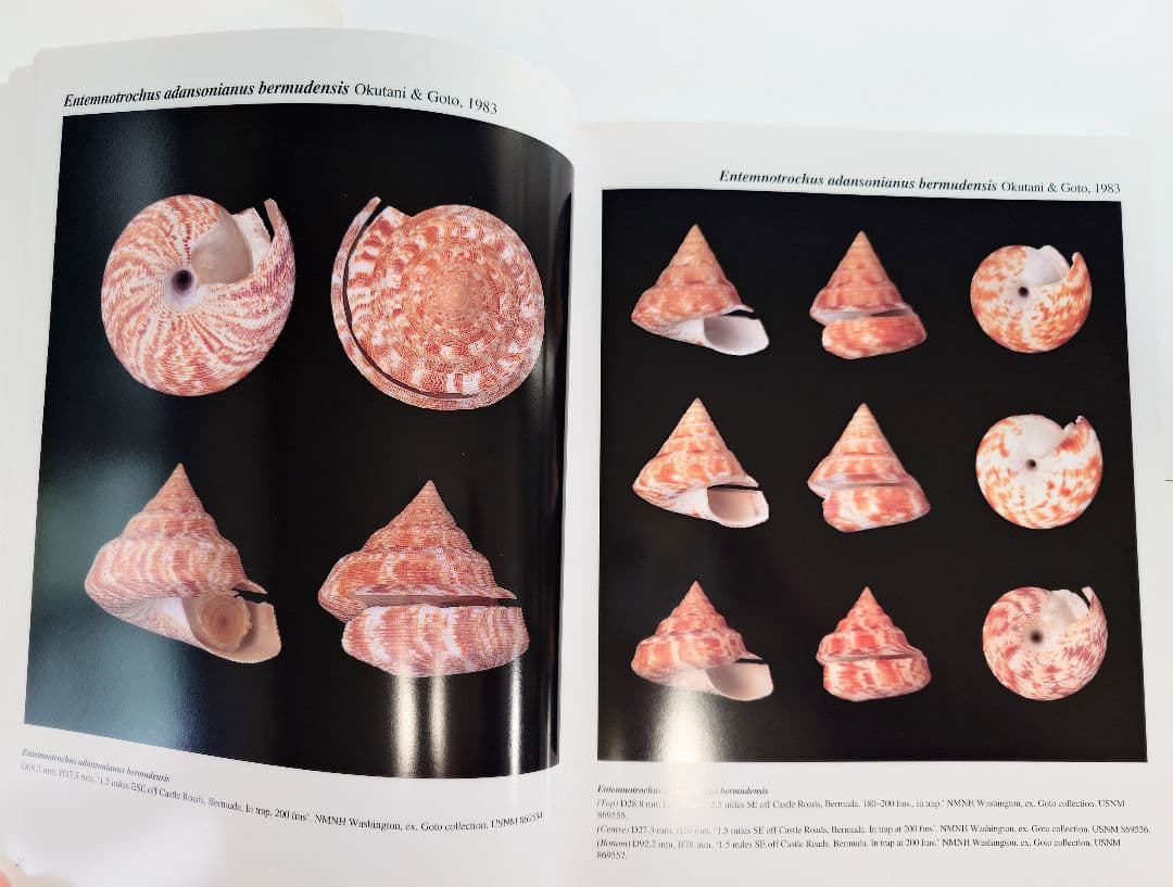 オキナエビス図鑑　洋書