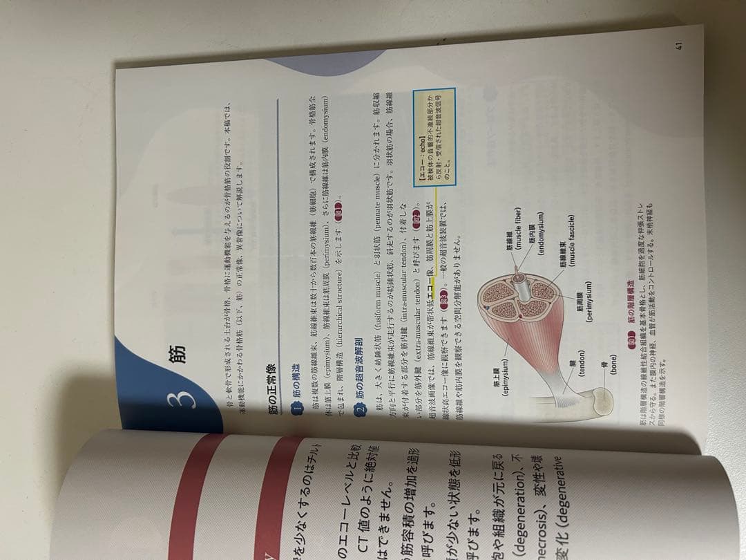 運動器エコーのメタ診断