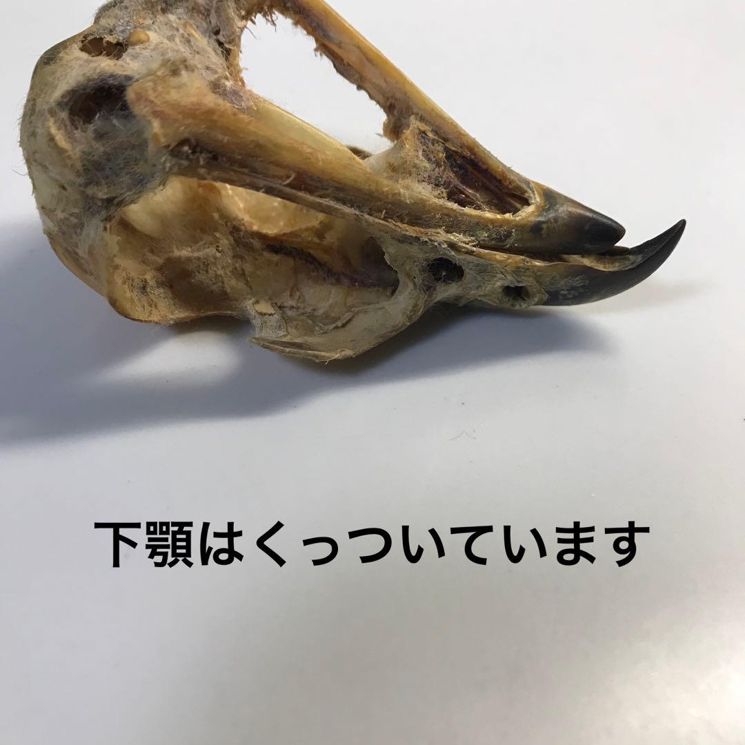 猛禽　頭骨　ワシ　タカ
