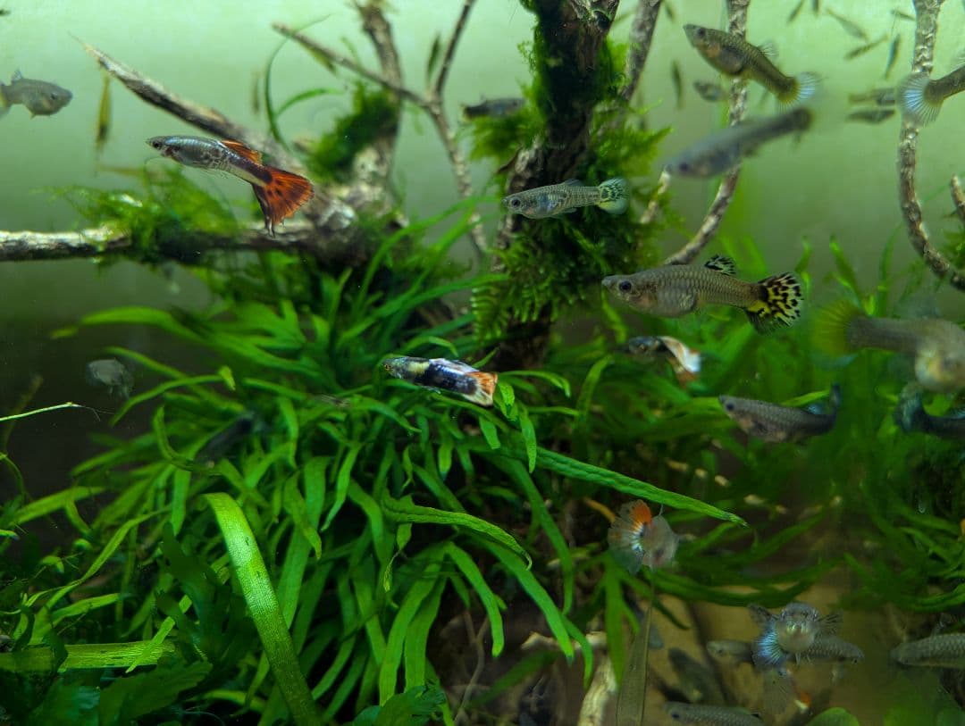 密生ミクロソリウムトライデントリーフ大株200葉以上が自然活着した自家製流木