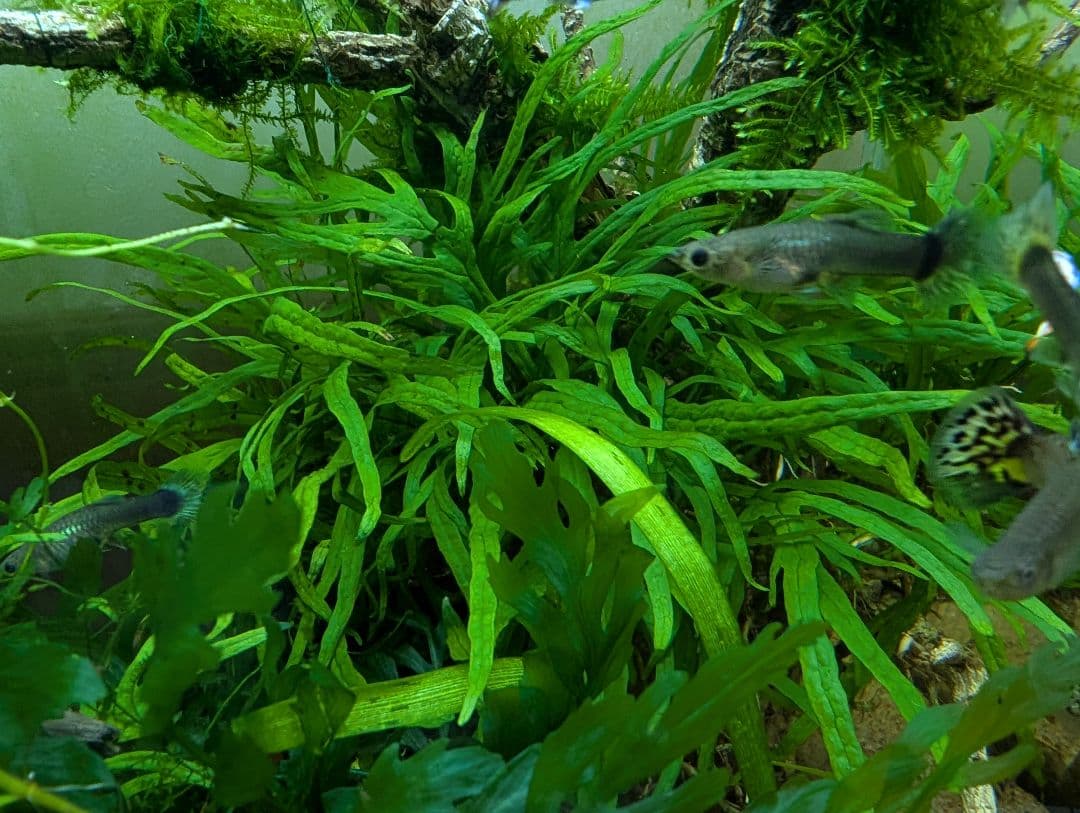 密生ミクロソリウムトライデントリーフ大株200葉以上が自然活着した自家製流木