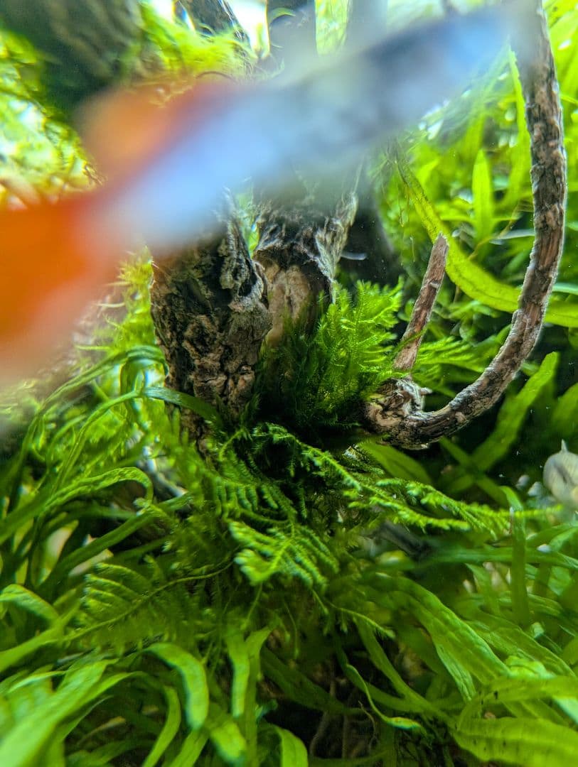 密生ミクロソリウムトライデントリーフ大株200葉以上が自然活着した自家製流木