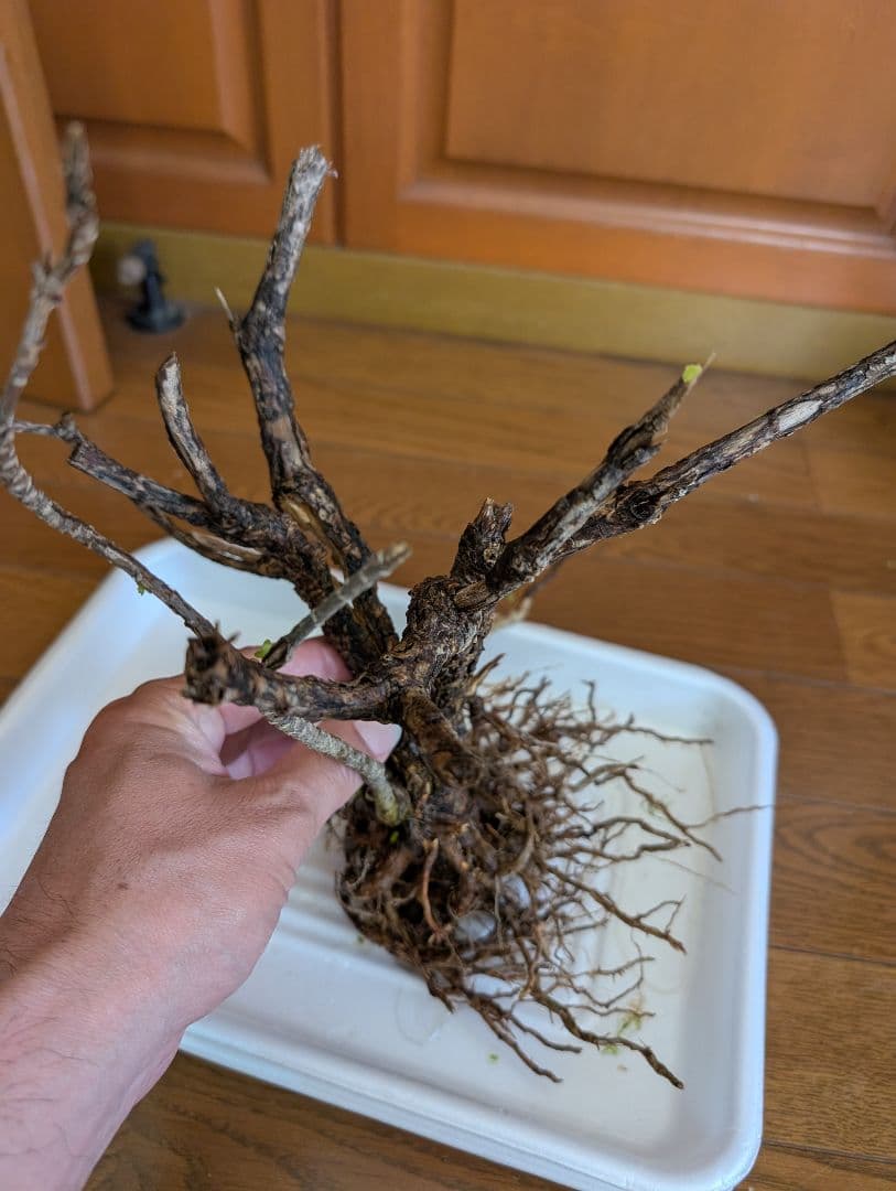 密生ミクロソリウムトライデントリーフ大株200葉以上が自然活着した自家製流木