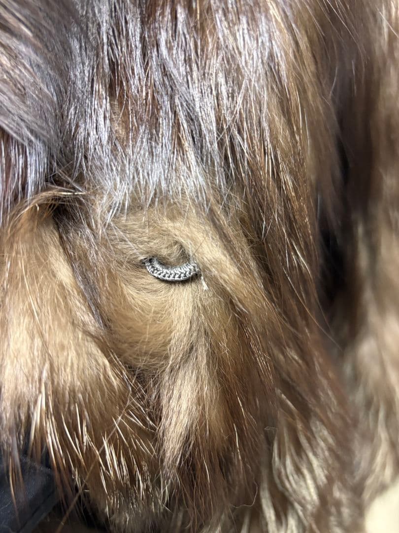 フォックスファーコート 601253