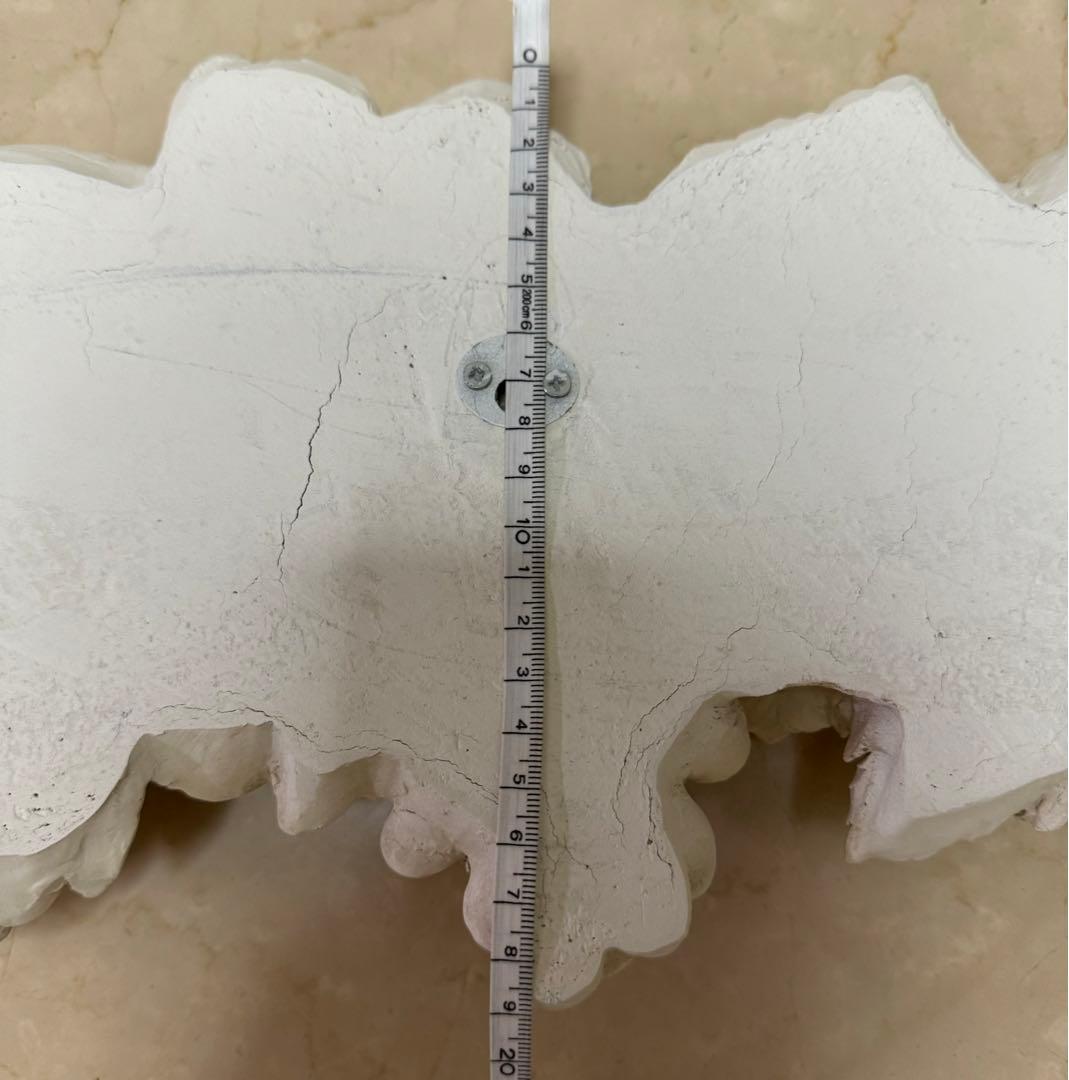 ウォールデコ　メダリオン　壁飾り　コクシグル　ブランマリクロ　サラグレース