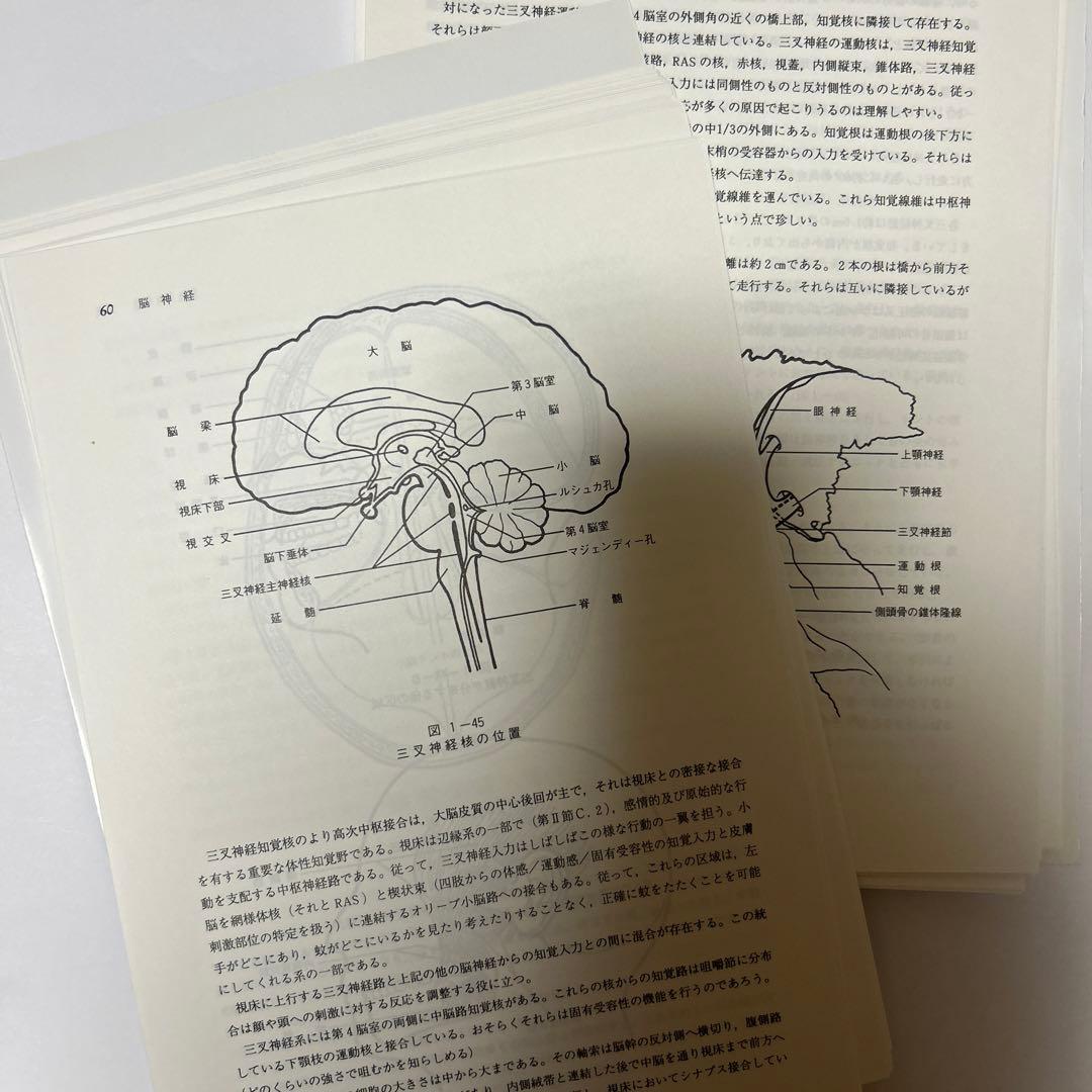 頭蓋仙骨治療 II
