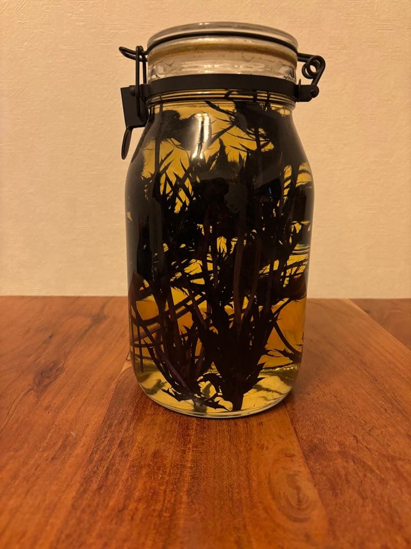 NEPETHICA ネペンテス SEALED BOTTLE PLANTS