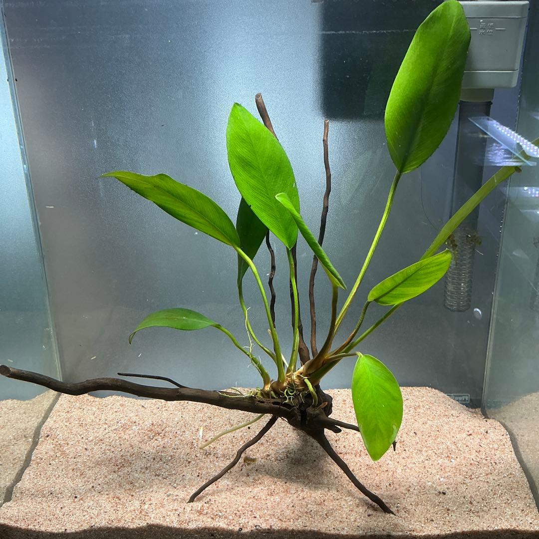 エムエー様 リクエスト 3点 まとめ商品　水草