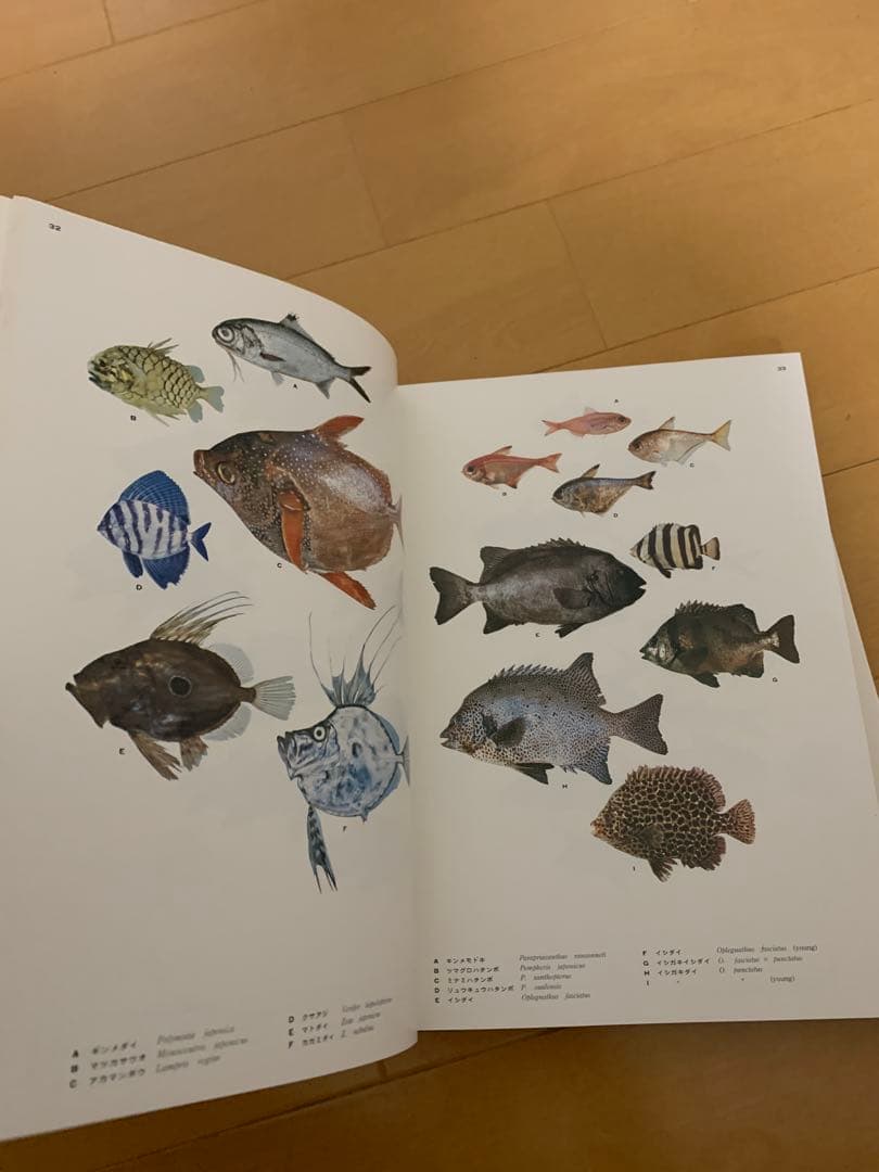 南日本の海水魚図鑑　絶版　希少