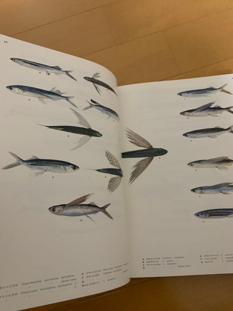 南日本の海水魚図鑑　絶版　希少