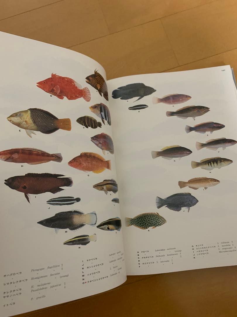 南日本の海水魚図鑑　絶版　希少