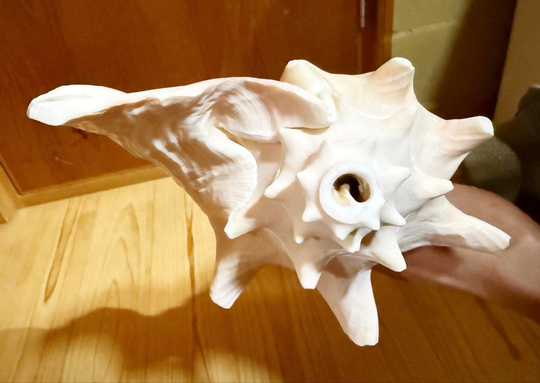 古代桃色法螺貝（ピンク貝）法螺貝　ほら貝　 ホラガイ❣️コンク貝笛