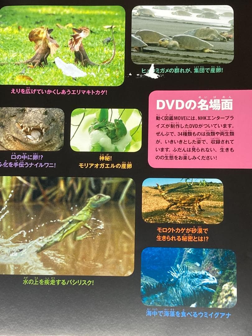 図鑑 18冊　セット DVD付き　子供向け