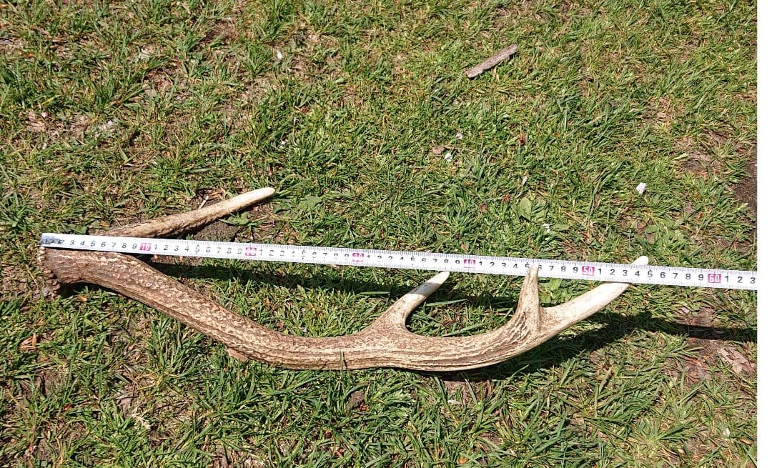 北海道エゾシカ角9本