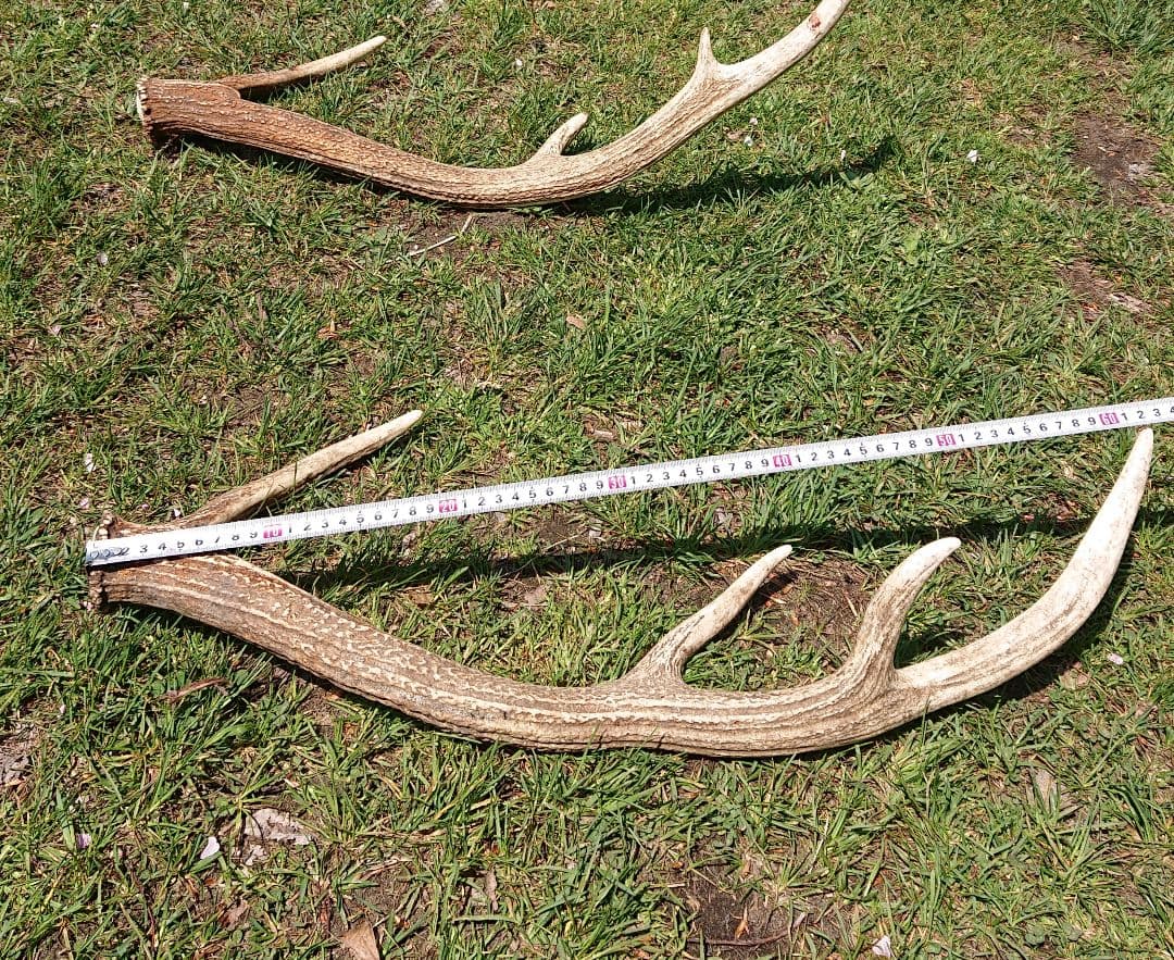 北海道エゾシカ角9本