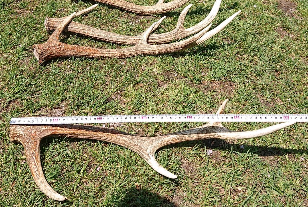 北海道エゾシカ角9本