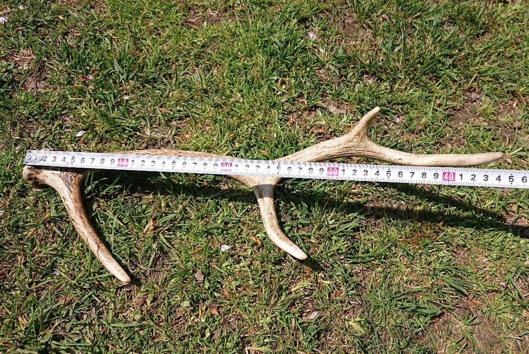 北海道エゾシカ角9本