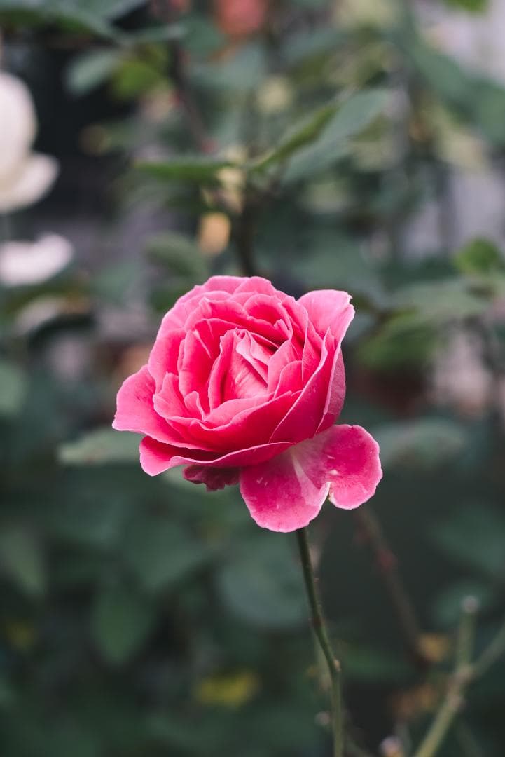 珍しい山崎磨き！Leica Elmar 90mm F4 オールドレンズ