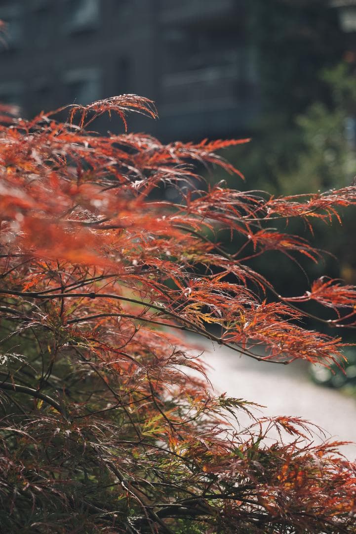 珍しい山崎磨き！Leica Elmar 90mm F4 オールドレンズ