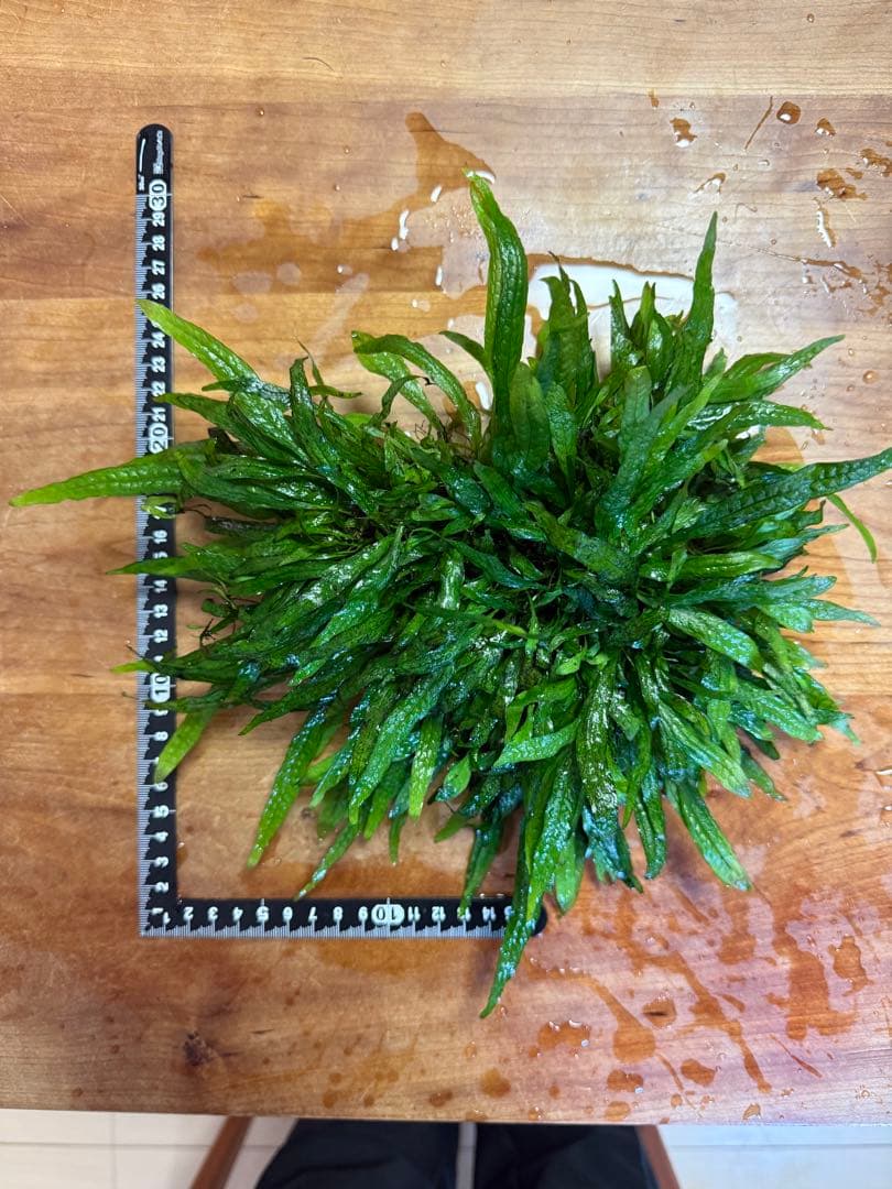 【N】ミクロソリウムsp.スモールリーフ