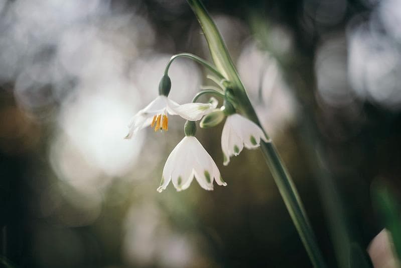 78【希少】初期型 　Helios1950年製造　ヘリオス44　アダプター付