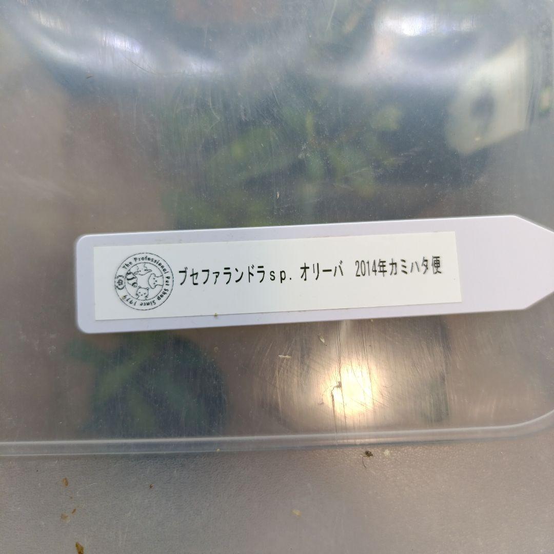 Ｃ*Ｒ様 ブセファランドラsp. オリーバ
