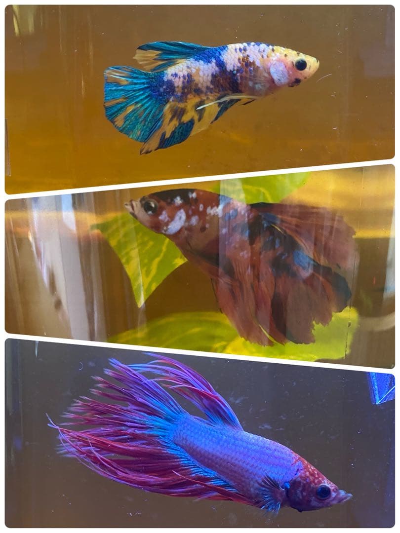 沖縄県やんばる産マジックリーフ 1kg UV殺菌灯照射済み③