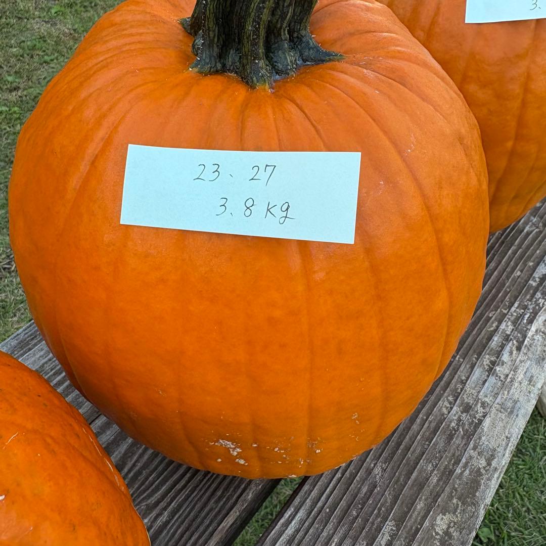 【A19c】ハロウィンかぼちゃ　本物