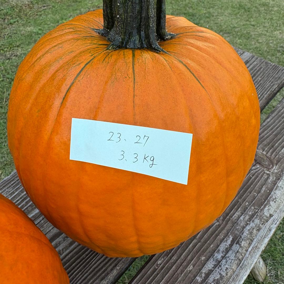 【A19c】ハロウィンかぼちゃ　本物