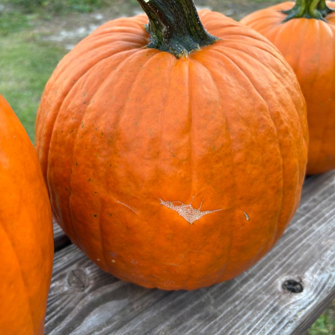 【A19c】ハロウィンかぼちゃ　本物