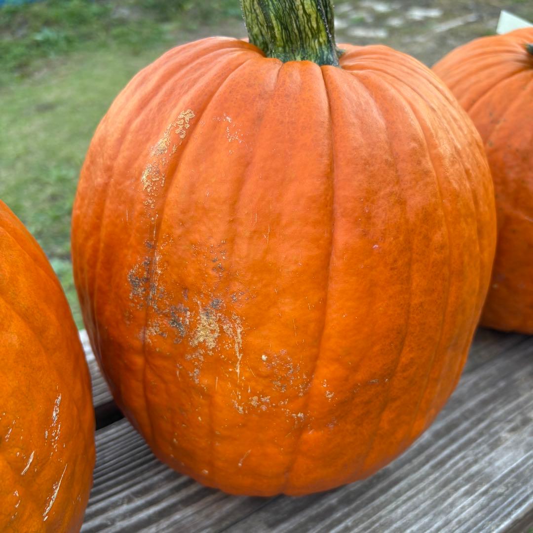 【A19c】ハロウィンかぼちゃ　本物