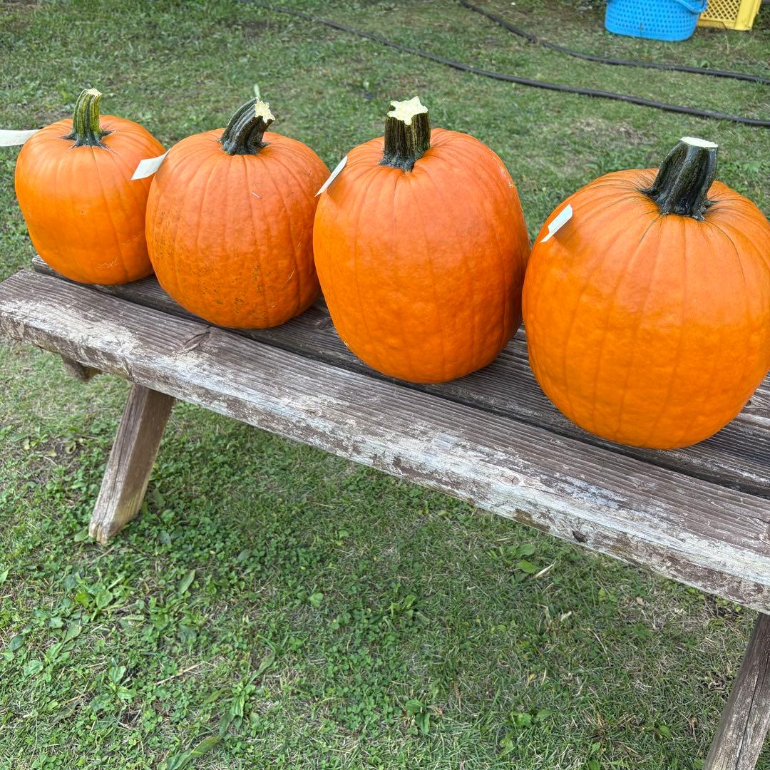 【A19c】ハロウィンかぼちゃ　本物