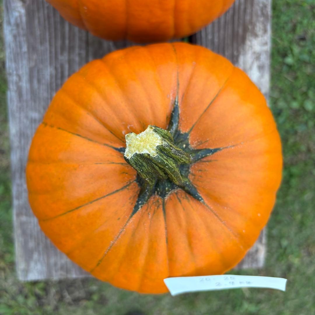 【A19c】ハロウィンかぼちゃ　本物