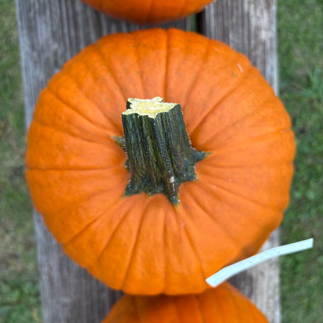 【A19c】ハロウィンかぼちゃ　本物