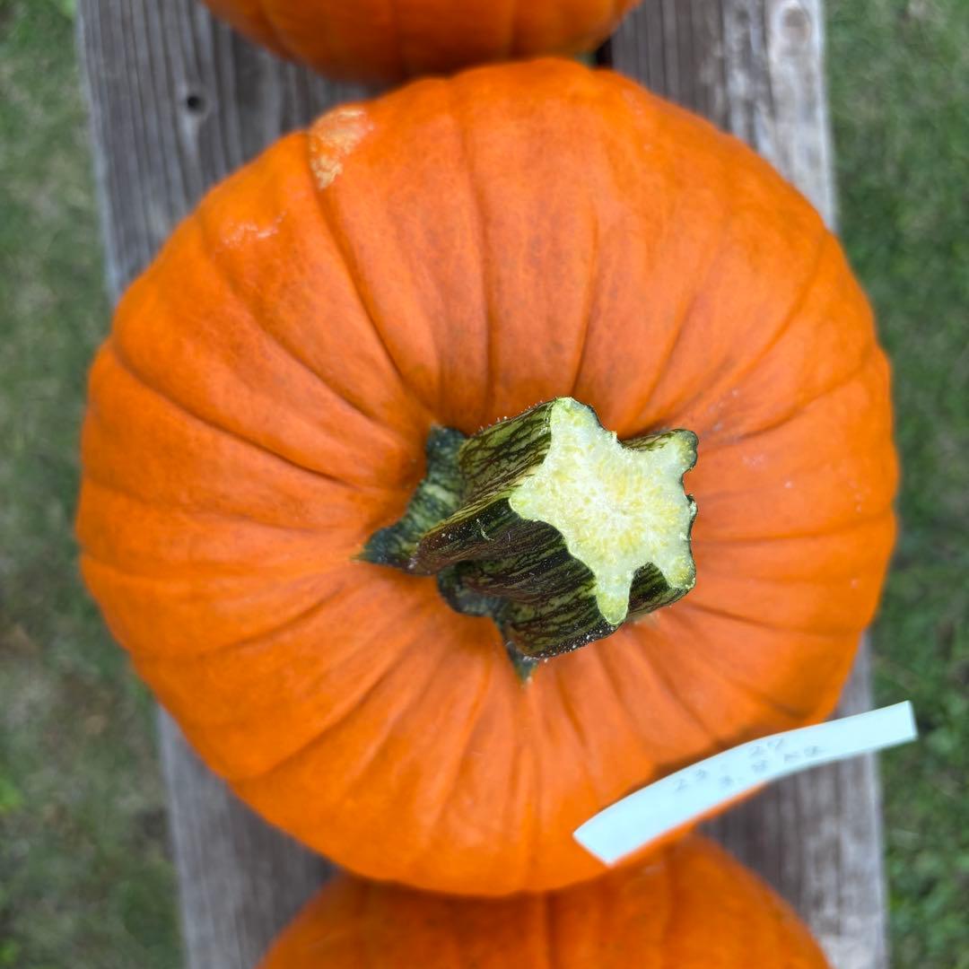 【A19c】ハロウィンかぼちゃ　本物