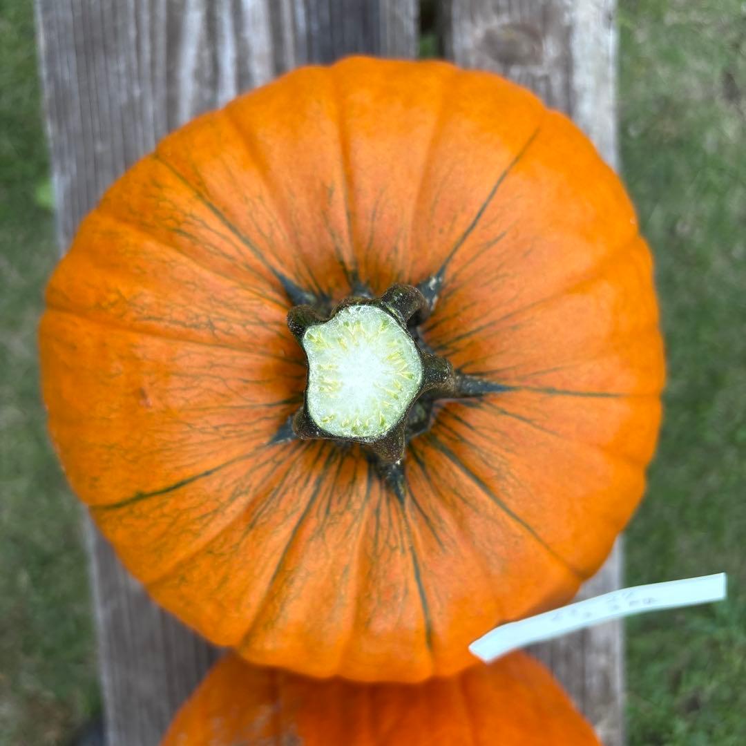 【A19c】ハロウィンかぼちゃ　本物