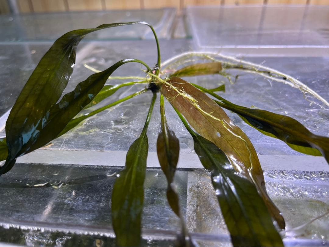 エキノドルススーパーレッド　一株