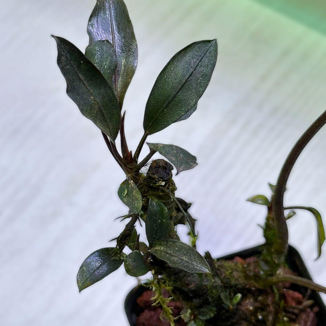 G*k様 ブセファランドラ Motleyana 新芽沢山あり　5株トリム可能