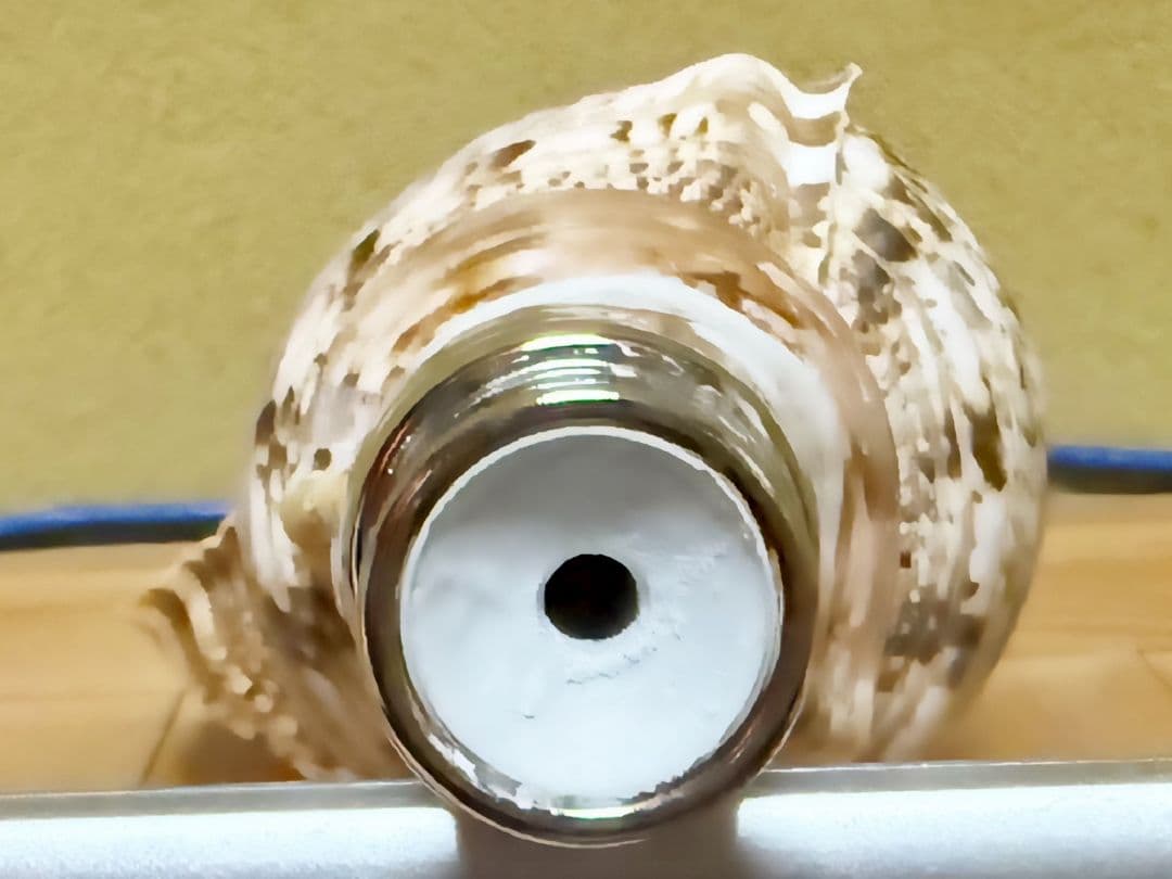 大型37㎝修験道法螺貝　密教　魔除け　山伏　熊よけ　ほら貝　ホラガイ