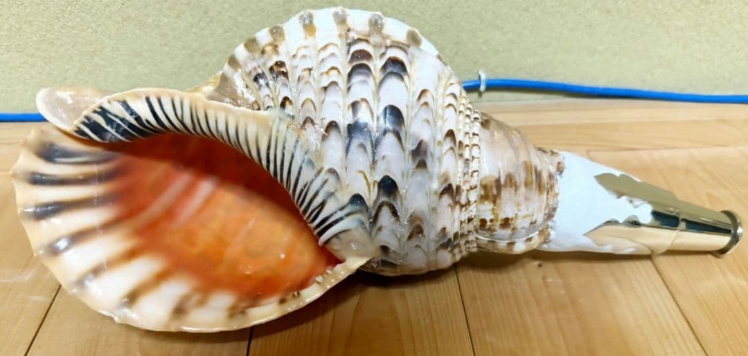 大型37㎝修験道法螺貝　密教　魔除け　山伏　熊よけ　ほら貝　ホラガイ