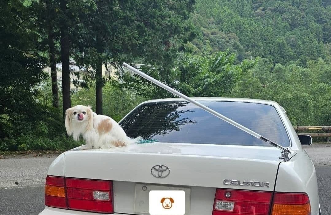 最新作！送料込！VIPアンテナ黒　本物ジャンクションプロデュース